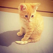 Rio participe au concours pour gagner de l'argent avec cette photo : adorable, animal, cat, curious, cute, feline, floor, fur, home, indoor, kitten, orange_tabby, pet, shadow, sitting, small, soft, whiskers, wooden_furniture, young