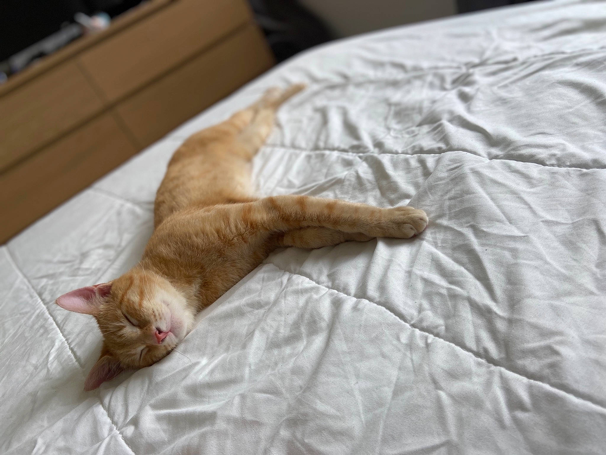 Rio a rejoint le concours — aidez-le/la à gagner de superbes lots ! bedding, carnivore, cat, comfort, domestic_short_haired_cat, drawer, duvet, fawn, felidae, flooring, fur, hardwood, linens, room, small_to_medium_sized_cats, sporting_group, tail, textile, whiskers, wood