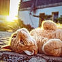 Rio participe au concours pour gagner de l'argent avec cette photo : animal, cat, closeup, cobblestone, cute, daylight, domestic_animal, feline, fluffy, fur, mammal, nature, orange_cat, outdoor, pet, relaxed, resting, sunlight, sunset, whiskers
