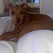 Anaia a rejoint le concours — aidez-le/la à gagner de superbes lots ! puppy, dog, brown_dog, bed, blanket, indoor, window, curious, cute, pet, animal, fur, relaxed, lying_down, cozy, whiskers, ears, snout, young_dog, portrait