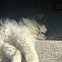 cat, fluffy, white_cat, sleeping, carpet, indoor, sunlight, shadow, pet, fur, relaxed, cozy, closeup, animal, whiskers, paw, resting, peaceful, soft_light, domestic