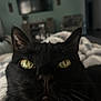 Leonardo is registered to the contest to win money with this photo: black_cat, cat, close_up, yellow_eyes, whiskers, indoor, pet, feline, face, ears, animal, fur, portrait, domestic_cat, relaxed, cozy, home, focused, cute, soft_light