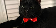 Leonardo is registered to the contest to win money with this photo: black_cat, cat, bow_tie, pet, animal, indoor, feline, close_up, relaxing, green_eyes, cute, soft_texture, domestic_cat, portrait, whiskers, window_blinds, resting, adorable, house_pet, fur