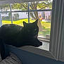 cat, black_cat, windowsill, window, screen, indoor, sunlight, shadow, greenery, tree, grass, house, curtain, pillow, resting, pet, animal, daylight, quiet, relaxation