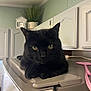 Leonardo is registered to the contest to win money with this photo: black_cat, cat, pet, animal, indoor, kitchen, appliance, cabinet, plant, greenery, countertop, fly_swatter, pink, feline, resting, domestic, fur, whiskers, eyes, portrait
