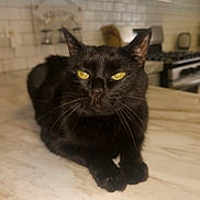 Leonardo joined the competition — help win amazing prizes! cat, black_cat, animal, pet, indoor, kitchen, countertop, marble, yellow_eyes, feline, domestic_cat, resting, closeup, whiskers, ears, stove, tiles, home, household, appliance
