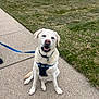 dog, white_dog, sitting, harness, leash, sidewalk, grass, lawn, outdoor, pet, canine, happy, friendly, daytime, residential_area, house, pavement, collar, nature, animal
