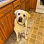 dog, labrador_retriever, pet, indoor, kitchen, floor_mat, wooden_cabinets, tile_floor, collar, tag, waiting, looking_up, animal, canine, domestic, cute, friendly, sitting, household, companion