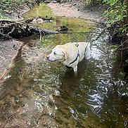 Baymax is registered to the contest to win money with this photo: dog, water, creek, forest, nature, trees, mud, outdoor, animal, canine, greenery, leaves, shallow_water, daylight, wilderness, peaceful, standing, harness, brown, adventure