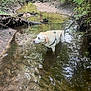 dog, water, creek, forest, nature, trees, mud, outdoor, animal, canine, greenery, leaves, shallow_water, daylight, wilderness, peaceful, standing, harness, brown, adventure