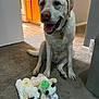 dog, plush_toy, sheep_toy, carpet, indoor, home, kitchen, floor, pet, animal, toy, white_dog, happy, sitting, collar, tag, ears, mouth_open, fur, light