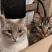 Larnay participe au concours pour gagner de l'argent avec cette photo : cat, tabby_cat, curious, indoor, pets, feline, whiskers, ears, eyes, face, fur, table, chair, books, background, closeup, domestic_animal, animal, two_cats, cute