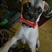 Courage joined the competition — help win amazing prizes! puppy, dog, bone_treat, indoor, pet, cute, animal, brown, white, floor, carpet, toy, closeup, young, playful, looking_up, ears, fur, pet_toy, domestic
