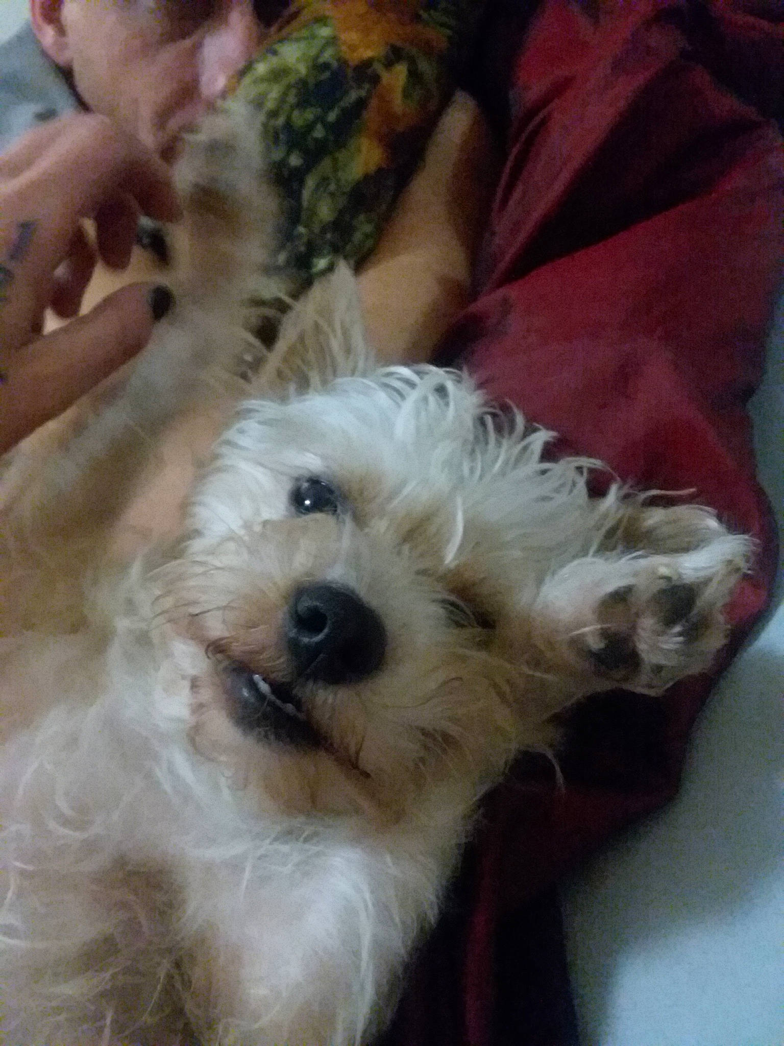 Joplyn is registered to the contest to win money with this photo: canidae, carnivore, companion_dog, dog, dog_breed, fur, maltepoo, non_sporting_group, small_terrier, sporting_group, terrier, toy_dog, working_animal