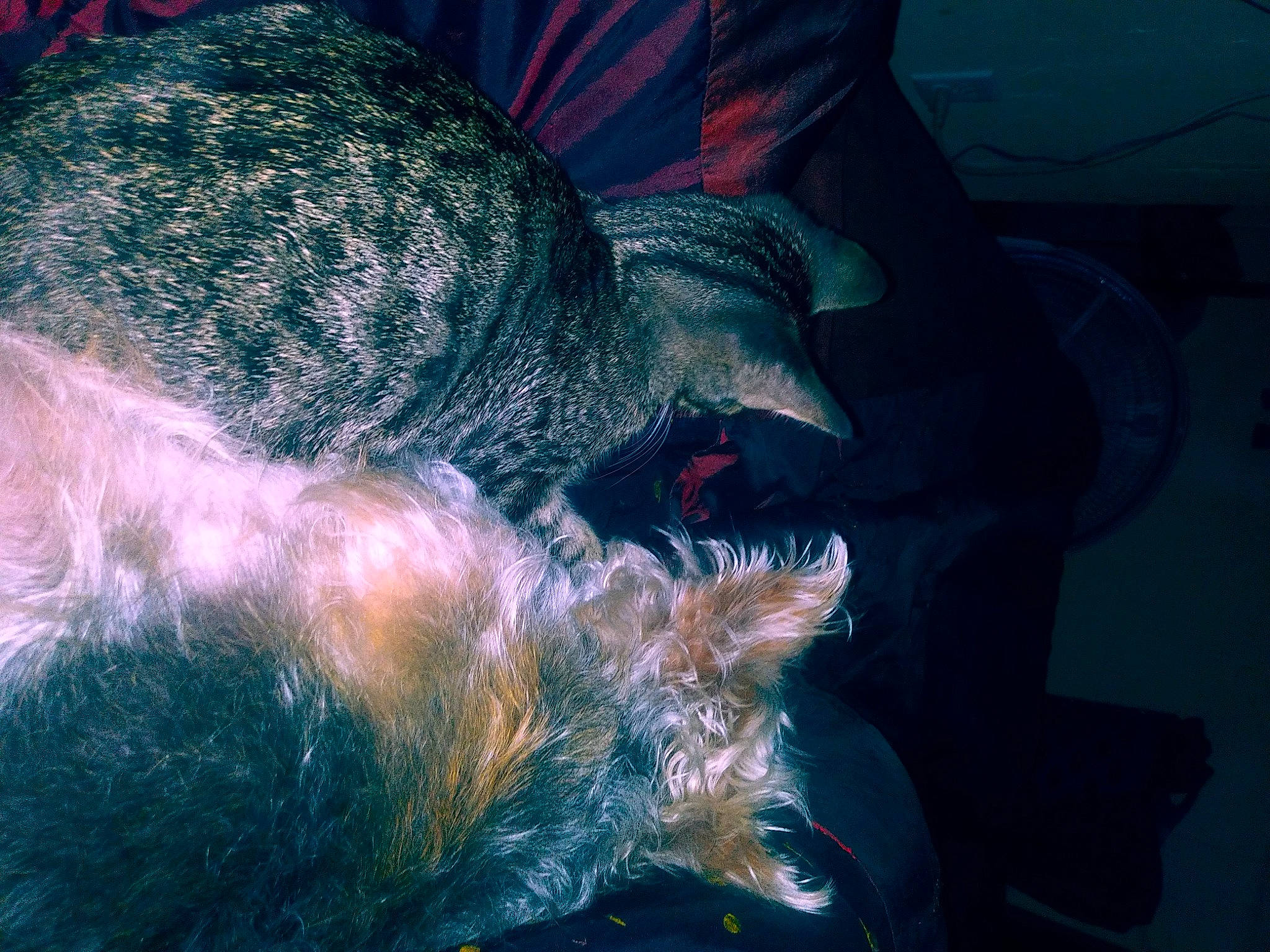 Joplyn is registered to the contest to win money with this photo: beard, claw, dog_breed, ear, electric_blue, facial_hair, felidae, fur, gesture, hat, moustache, organism, paw, small_to_medium_sized_cats, snout, tail, visual_arts, whiskers, wildlife, wool