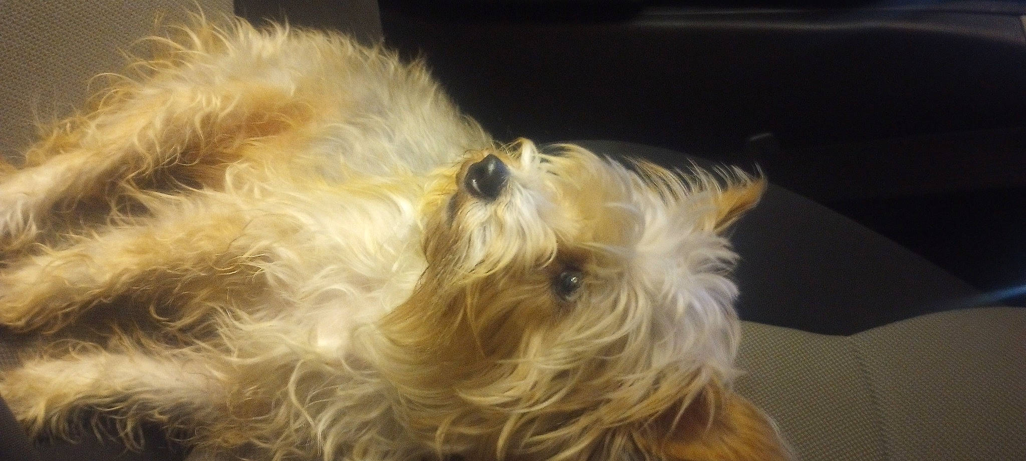 Joplyn joined the competition — help win amazing prizes! biewer_terrier, canidae, carnivore, companion_dog, dog, dog_breed, ear, fawn, fur, liver, non_sporting_group, small_terrier, snout, sporting_group, terrier, toy_dog, water_dog, working_animal