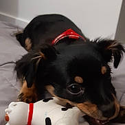 Cooky a rejoint le concours — aidez-le/la à gagner de superbes lots ! animal, ball, bed, bedroom, canine, chihuahua, cockerspaniel, couch, cushion, dog, furniture, homedecor, hound, indoors, papillon, pet, pig, puppy, room, sport