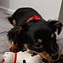 animal, ball, bed, bedroom, canine, chihuahua, cockerspaniel, couch, cushion, dog, furniture, homedecor, hound, indoors, papillon, pet, pig, puppy, room, sport