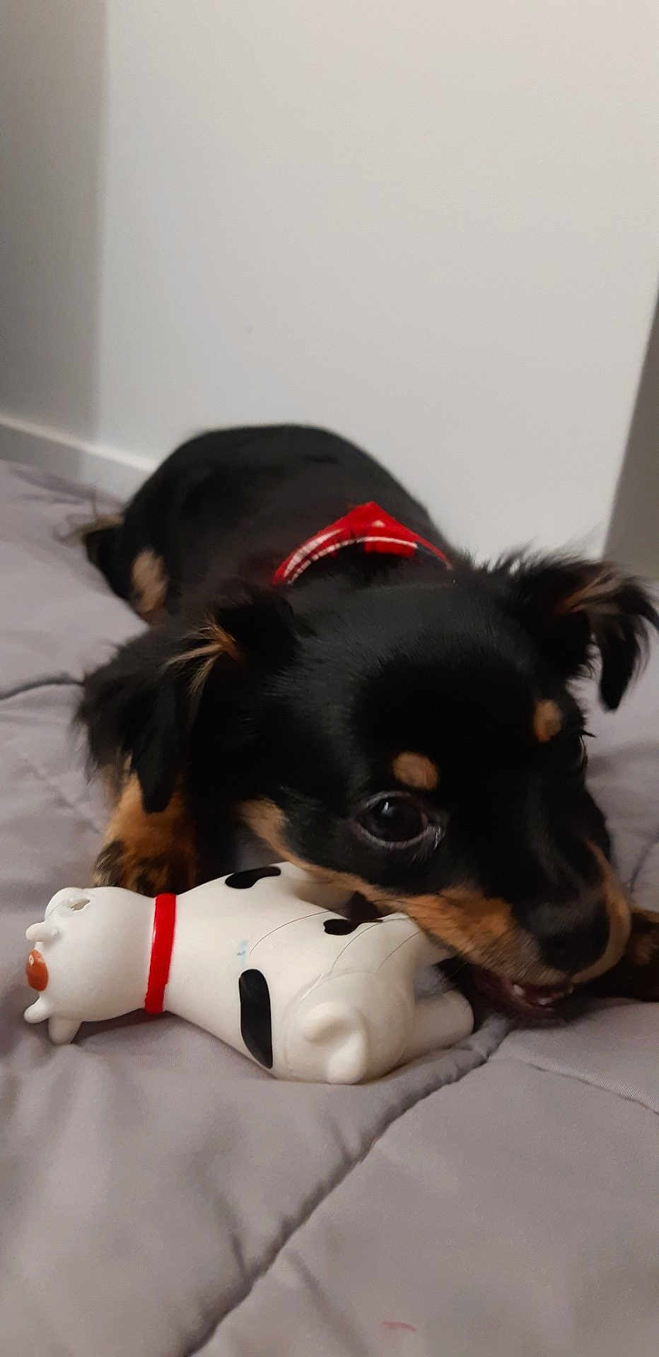 Cooky
