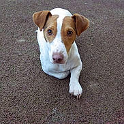 Luigi a rejoint le concours — aidez-le/la à gagner de superbes lots ! dog, brown_and_white, lying_down, ears, looking_at_camera, outdoor, pet, animal, canine, curious, fur, paw, snout, close_up, ground, watchful, companion, domestic_animal, friendly, alert