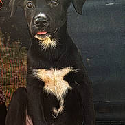 Buddy participe au concours pour gagner de l'argent avec cette photo : puppy, dog, black_dog, white_markings, heart_shaped_marking, sitting, pet, animal, cute, young_dog, indoors, chair, mesh_chair, tongue_out, portrait, close_up, fur, ears, eyes, nose