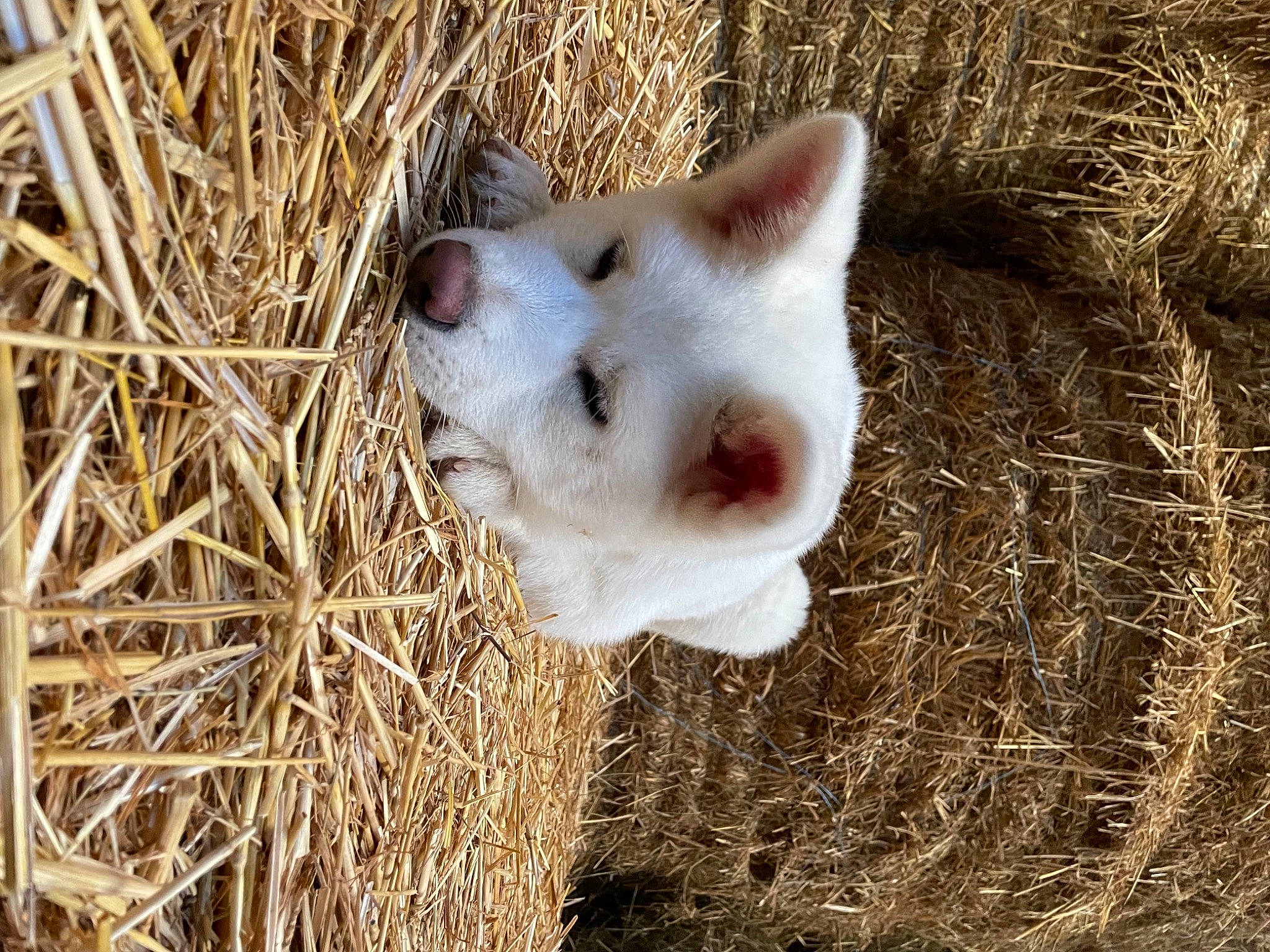 Sasuke participe au concours pour gagner de l'argent avec cette photo : canidae, carnivore, companion_dog, dog_breed, eye, fawn, grass, human_body, leg, livestock, plant, snout, soil, sporting_group, tail, terrestrial_animal, tree, twig, whiskers, wood