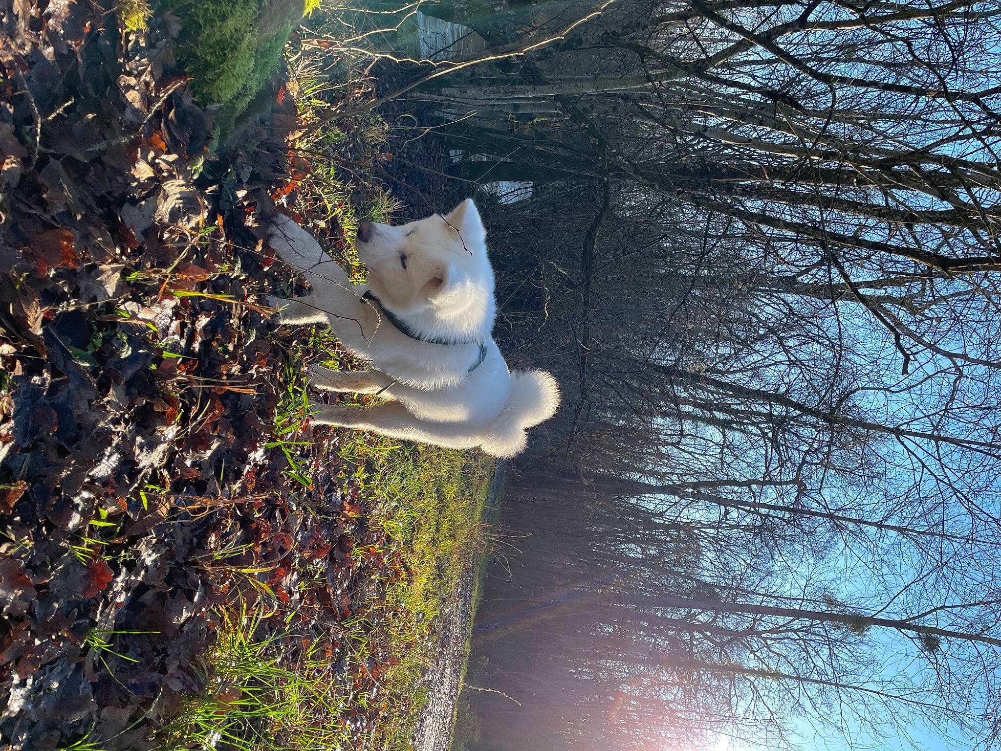 Sasuke participe au concours pour gagner de l'argent avec cette photo : art, branch, canidae, fawn, forest, freezing, grass, natural_landscape, people_in_nature, plant, sculpture, sky, tail, tints_and_shades, toy, tree, trunk, twig, winter, wood