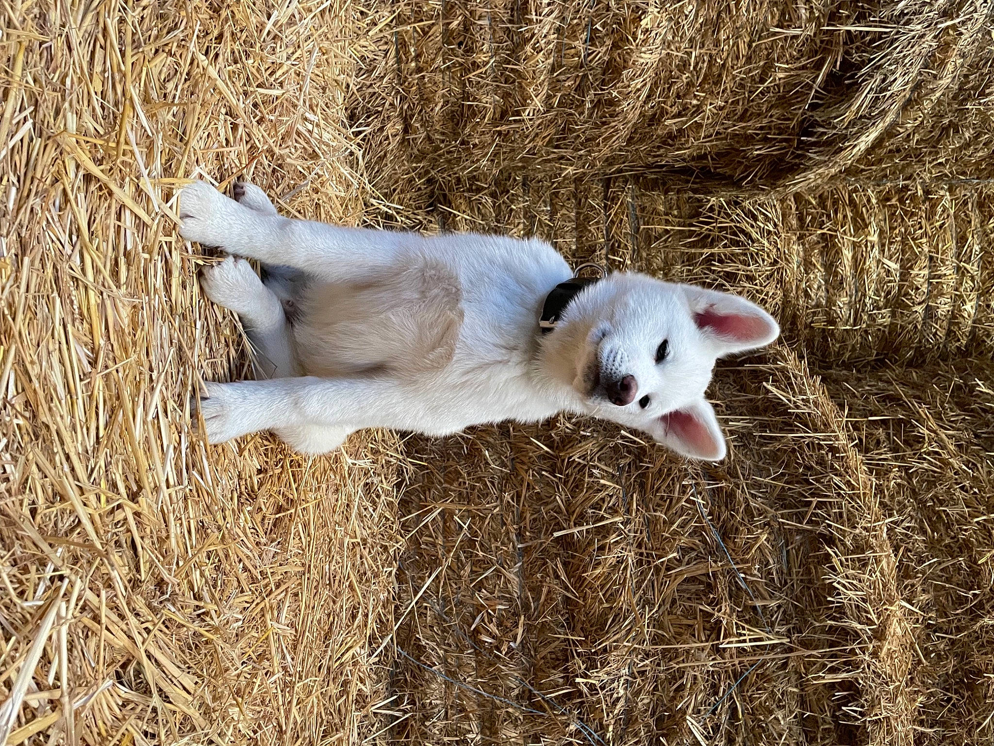 Sasuke participe au concours pour gagner de l'argent avec cette photo : canidae, carnivore, companion_dog, dog, dog_breed, fawn, field, goats, grass, grassland, livestock, mammal, prairie, sheep, snout, sporting_group, tail, terrestrial_animal, vertebrate, working_animal