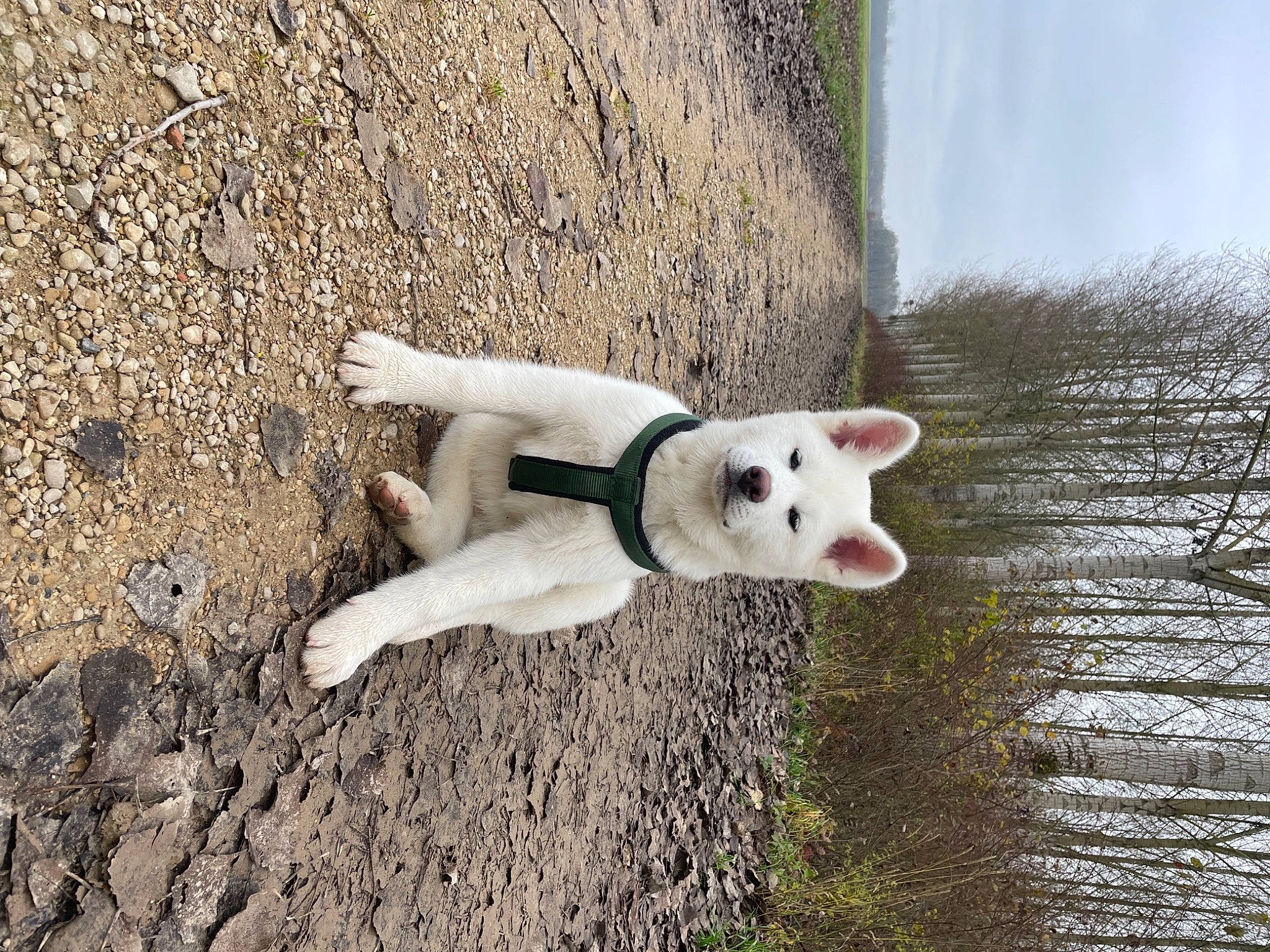 Sasuke a rejoint le concours — aidez-le/la à gagner de superbes lots ! canidae, carnivore, companion_dog, dog, dog_breed, fawn, grass, non_sporting_group, plant, snout, soil, sporting_group, tail, terrestrial_animal, tree, trunk, water, wildlife, wood, working_animal