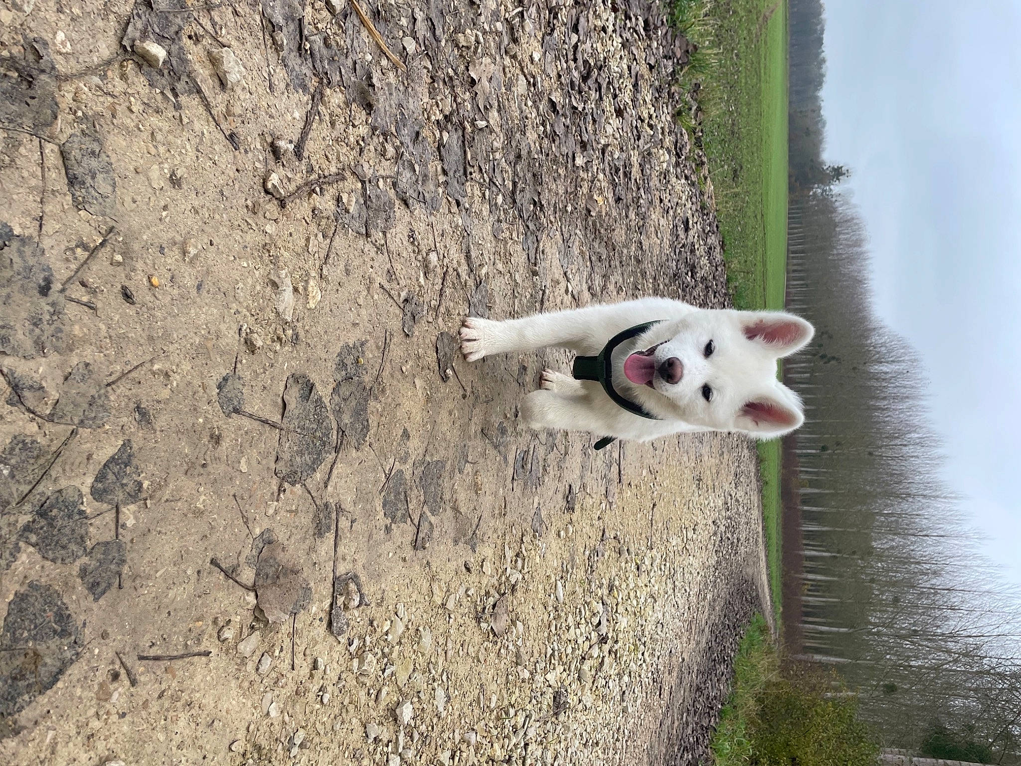 Sasuke a rejoint le concours — aidez-le/la à gagner de superbes lots ! adventure, canidae, carnivore, collar, companion_dog, dog, dog_breed, grass, lake, plant, sky, snout, soil, sporting_group, tail, tree, trunk, water, wood, working_animal