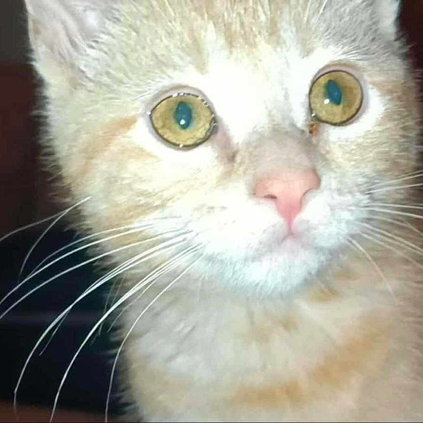 Nala joined the competition — help win amazing prizes! animal, cat, close_up, curious, cute, domestic, ears, expression, face, feline, fur, indoor, mammal, nose, pet, portrait, tabby, whiskers, yellow_eyes, young