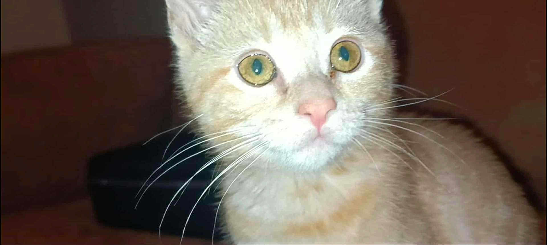 Nala joined the competition — help win amazing prizes! cat, tabby, close_up, whiskers, yellow_eyes, pet, animal, feline, cute, indoor, fur, face, curious, portrait, mammal, young, domestic, nose, ears, expression