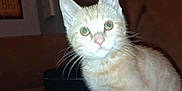 Nala is registered to the contest to win money with this photo: alert, animal, cat, closeup, curious, cute, domestic_animal, eyes, face, feline, fur, indoor, mammal, orange_cat, pet, portrait, sitting, tabby, whiskers, young