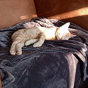 Nala joined the competition — help win amazing prizes! animal, blanket, cat, comfort, couch, cozy, cute, domestic, feline, fur, home, indoor, kitten, nap, pet, relaxation, rest, sleeping, soft, sunlight
