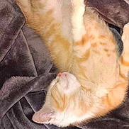 Nala is registered to the contest to win money with this photo: cat, kitten, sleeping, orange_and_white, feline, pet, domestic_animal, fur, whiskers, blanket, soft, cozy, indoor, resting, paw, cute, animal, relaxed, nap, comfort