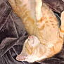 cat, kitten, sleeping, orange_and_white, feline, pet, domestic_animal, fur, whiskers, blanket, soft, cozy, indoor, resting, paw, cute, animal, relaxed, nap, comfort