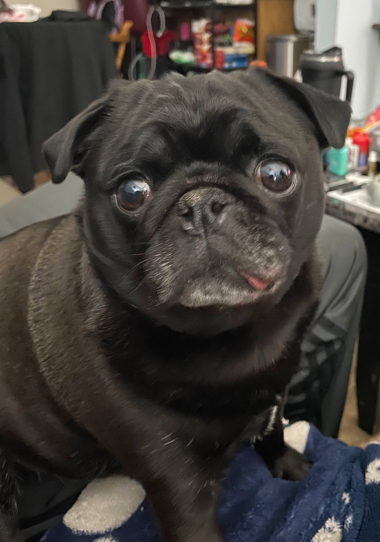 Bambi joined the competition — help win amazing prizes! canidae, carnivore, collar, companion_dog, dog, dog_breed, dog_collar, ear, fawn, fur, non_sporting_group, pug, puppy, snout, sporting_group, terrestrial_animal, toy_dog, whiskers, working_animal, wrinkle