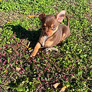 Benny Jett is registered to the contest to win money with this photo: puppy, dog, grass, flowers, outdoor, sunlight, greenery, nature, cute, small_dog, animal, pet, young_dog, brown_dog, ears, eyes, fur, sunny, leaf, ground