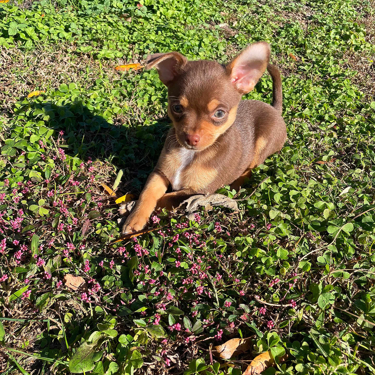 Benny Jett is registered to the contest to win money with this photo: puppy, dog, grass, flowers, outdoor, sunlight, greenery, nature, cute, small_dog, animal, pet, young_dog, brown_dog, ears, eyes, fur, sunny, leaf, ground