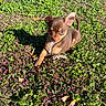Benny Jett is registered to the contest to win money with this photo: adorable, animal, brown, closeup, cute, dog, flowers, grass, greenery, leaf, nature, outdoor, pet, playful, puppy, shadow, small, sunlight, sunny, young