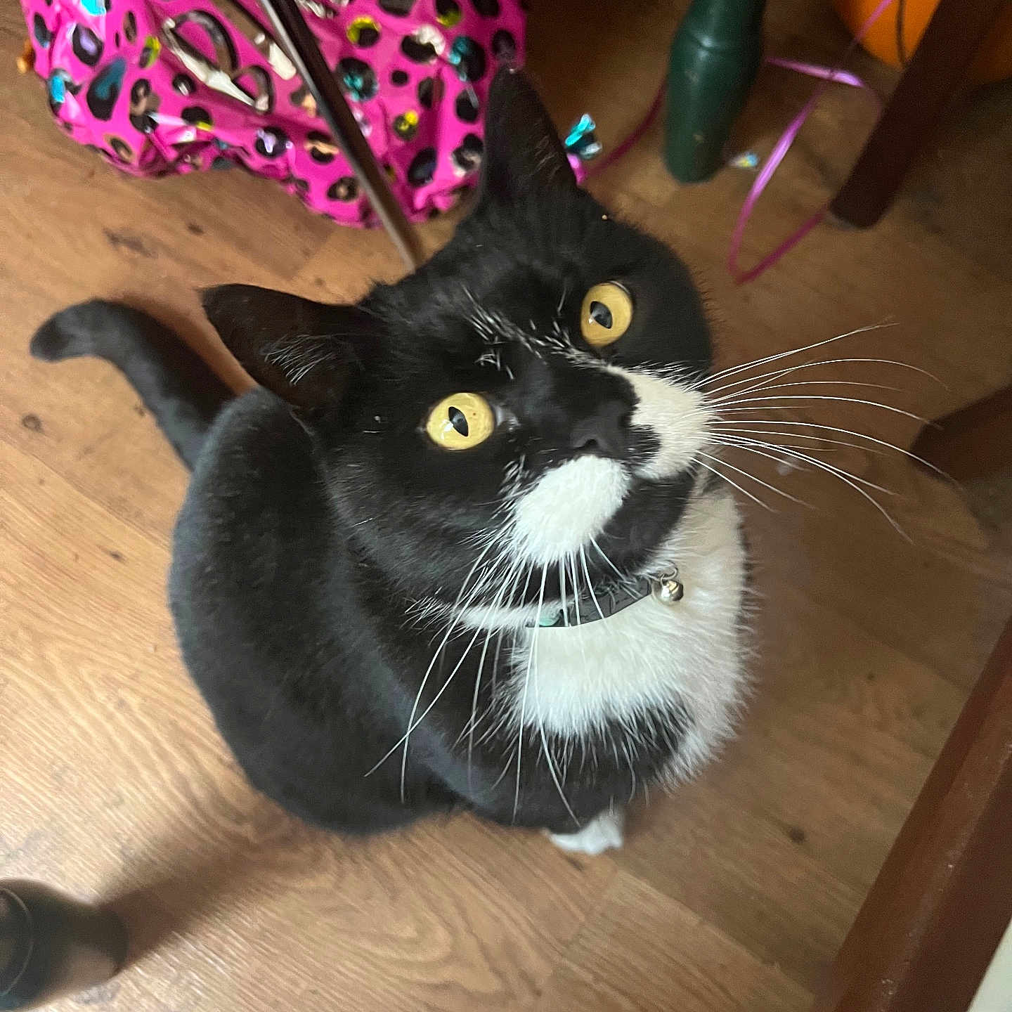 Messy joined the competition — help win amazing prizes! accessories, animal, bag, baggage, blackcat, cat, chair, device, furniture, handbag, hardwood, indoors, interiordesign, kitten, leash, manx, pet, screwdriver, tool, wood