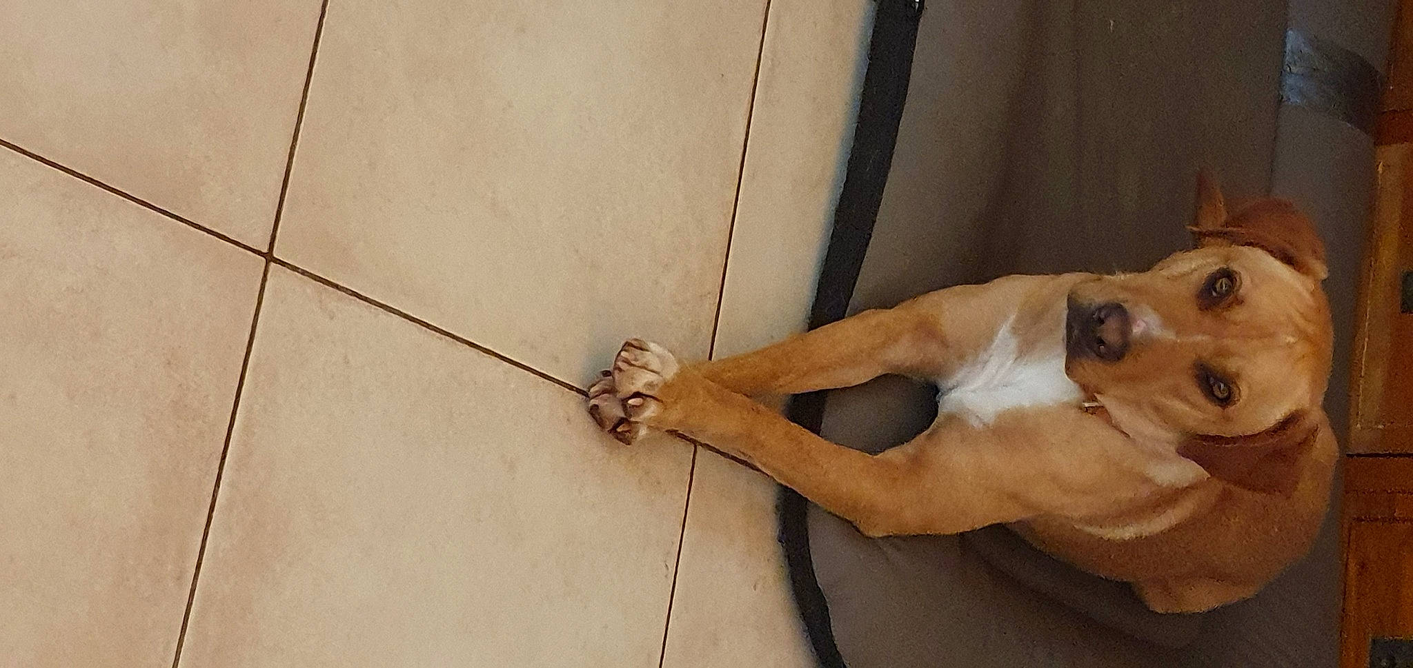 Ti Perle a rejoint le concours — aidez-le/la à gagner de superbes lots ! art, carnivore, carving, ceiling, chest, concrete, dog, door, elbow, flooring, foot, hardwood, human_leg, knee, metal, plaster, sculpture, shadow, waist, wood