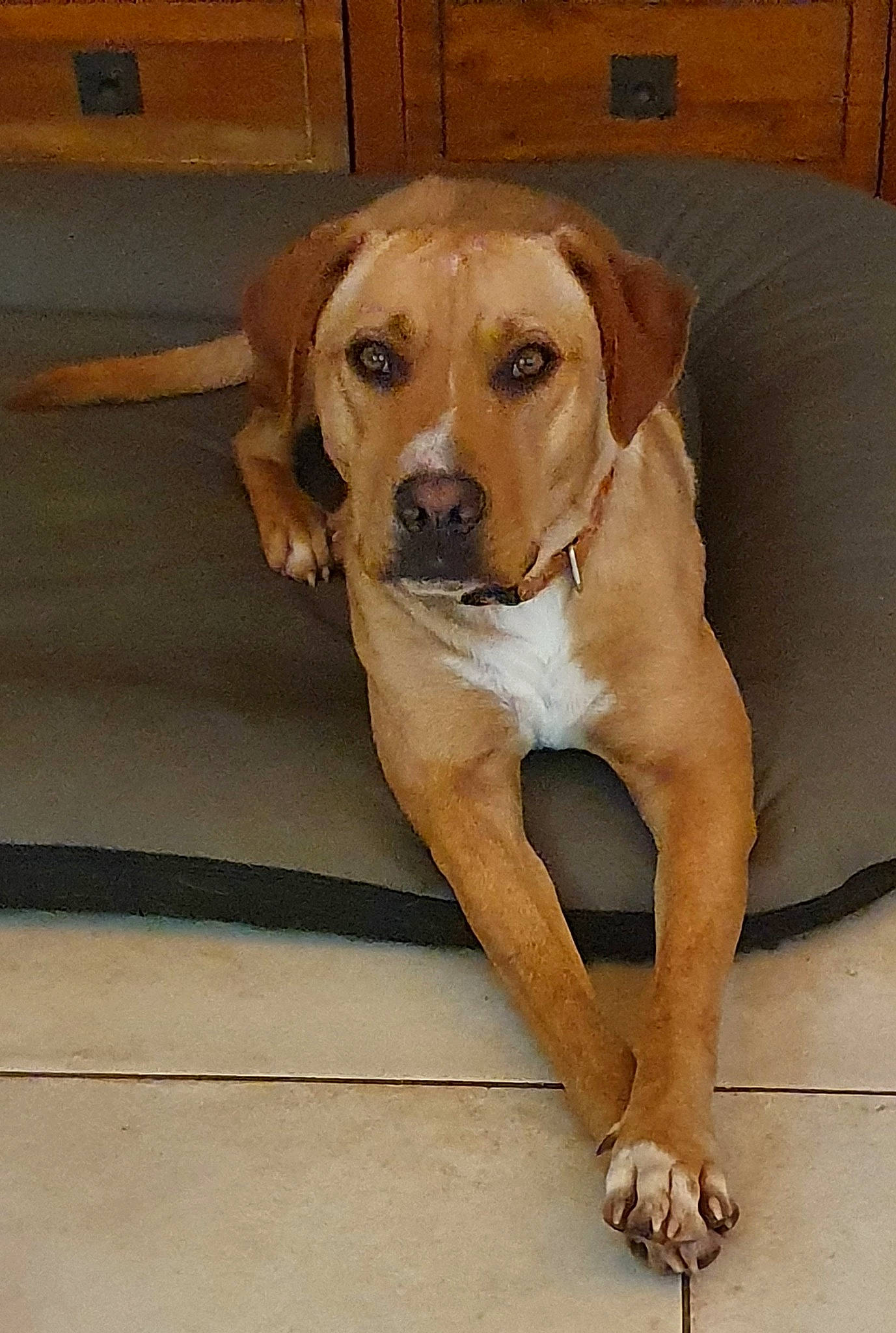 Ti Perle a rejoint le concours — aidez-le/la à gagner de superbes lots ! canidae, carnivore, collar, companion_dog, dog, dog_breed, dog_collar, fawn, flooring, fur, gun_dog, liver, paw, puppy, street_dog, tail, whiskers, wood, working_animal, working_dog