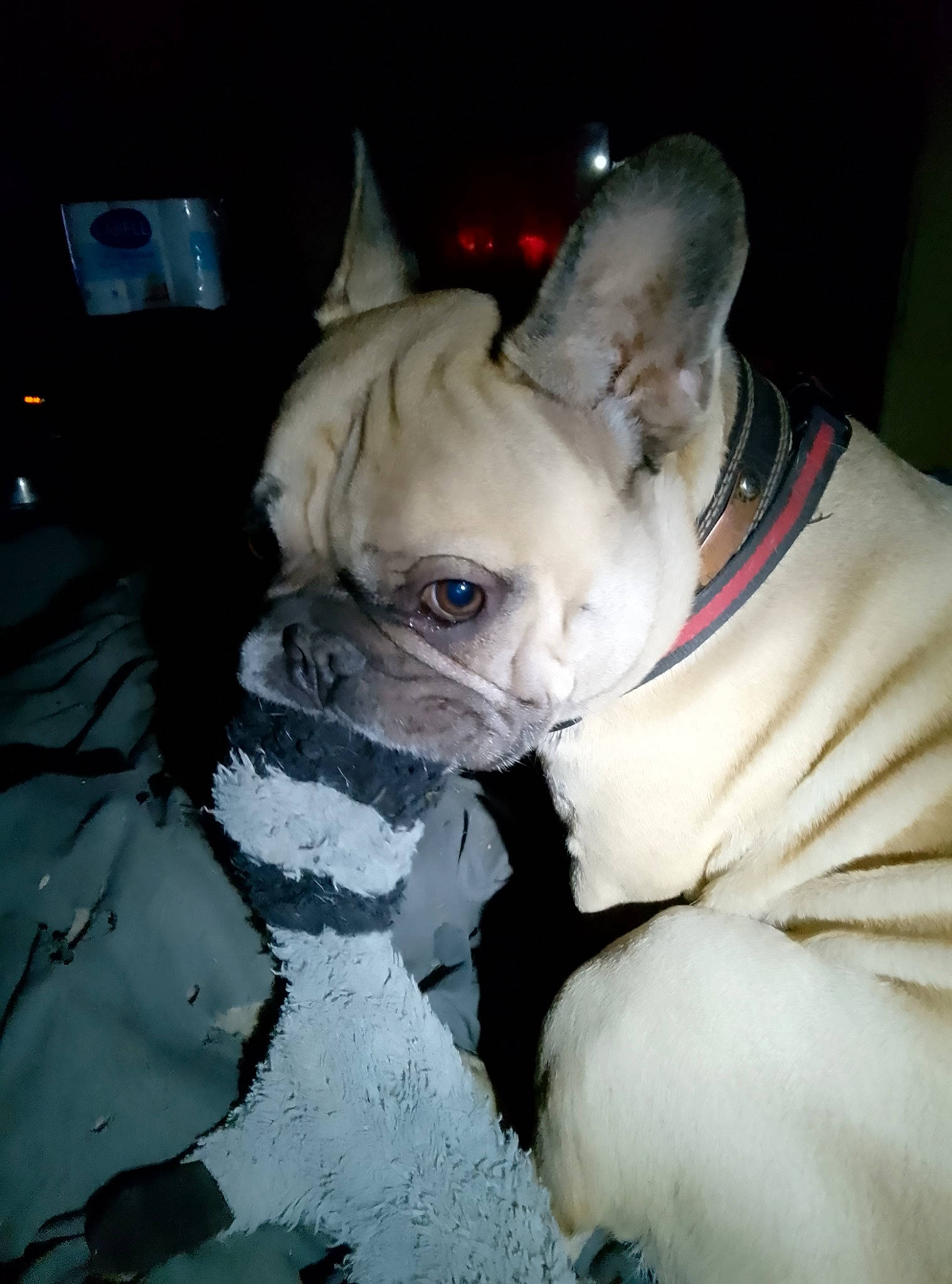 Raven a rejoint le concours — aidez-le/la à gagner de superbes lots ! bulldog, canidae, carmine, carnivore, collar, companion_dog, dog, dog_breed, dog_collar, ear, event, fawn, fur, head, snout, sporting_group, terrestrial_animal, toy_dog, whiskers, wrinkle