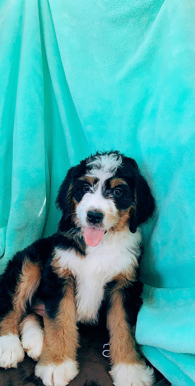 Callie is registered to the contest to win money with this photo: bernese_mountain_dog, canidae, carnivore, companion_dog, dog, dog_breed, english_shepherd, mammal, puppy, rare_breed_dog, sporting_group, vertebrate, working_dog