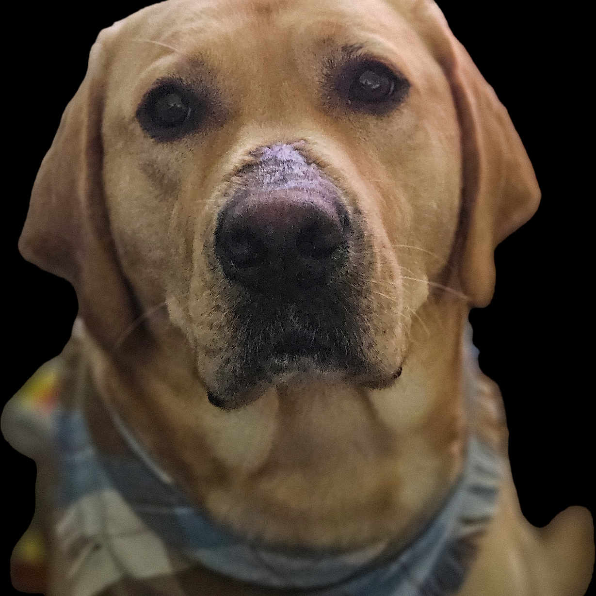 Zeno The Omni-King is registered to the contest to win money with this photo: animal, bandana, canine, close_up, companion, dog, domestic_animal, ears, expression, face, friendly, fur, golden, labrador, looking, mammal, nose, pet, portrait, whiskers