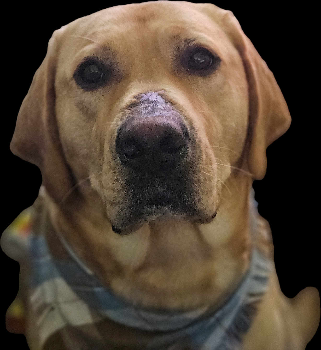 Zeno The Omni-King is registered to the contest to win money with this photo: dog, labrador, golden, portrait, close_up, bandana, pet, animal, canine, fur, face, whiskers, ears, nose, expression, looking, domestic_animal, mammal, companion, friendly