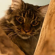 Alma a rejoint le concours — aidez-le/la à gagner de superbes lots ! cat, animal, pet, fur, whiskers, closeup, curious, wood, nature, eyes, mammal, indoor, portrait, feline, face, soft, brown, tabby, cute, whisker
