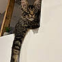 Alma a rejoint le concours — aidez-le/la à gagner de superbes lots ! cat, kitten, tabby, fur, whiskers, paw, wall, indoor, curious, wide_eyes, wooden_beam, plant, houseplant, pet, animal, feline, cute, young, portrait, domestic