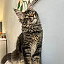 Alma a rejoint le concours — aidez-le/la à gagner de superbes lots ! cat, kitten, tabby, feline, indoor, pet, fur, curious, sitting, couch, houseplant, wall, painting, whiskers, ears, paws, cozy, domestic, mammal, young